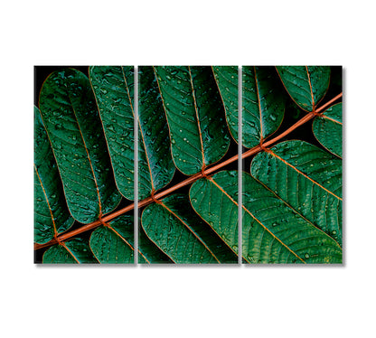 Water Drops on Tropical Green Leaves Canvas Print-Canvas Print-CetArt-3 Panels-36x24 inches-CetArt
