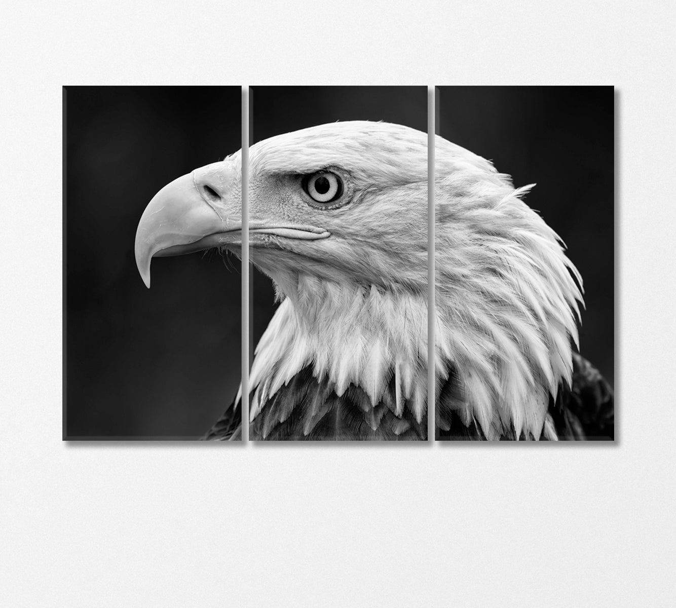 Bald Eagle Portrait in Black and White Canvas Print-Canvas Print-CetArt-3 Panels-36x24 inches-CetArt