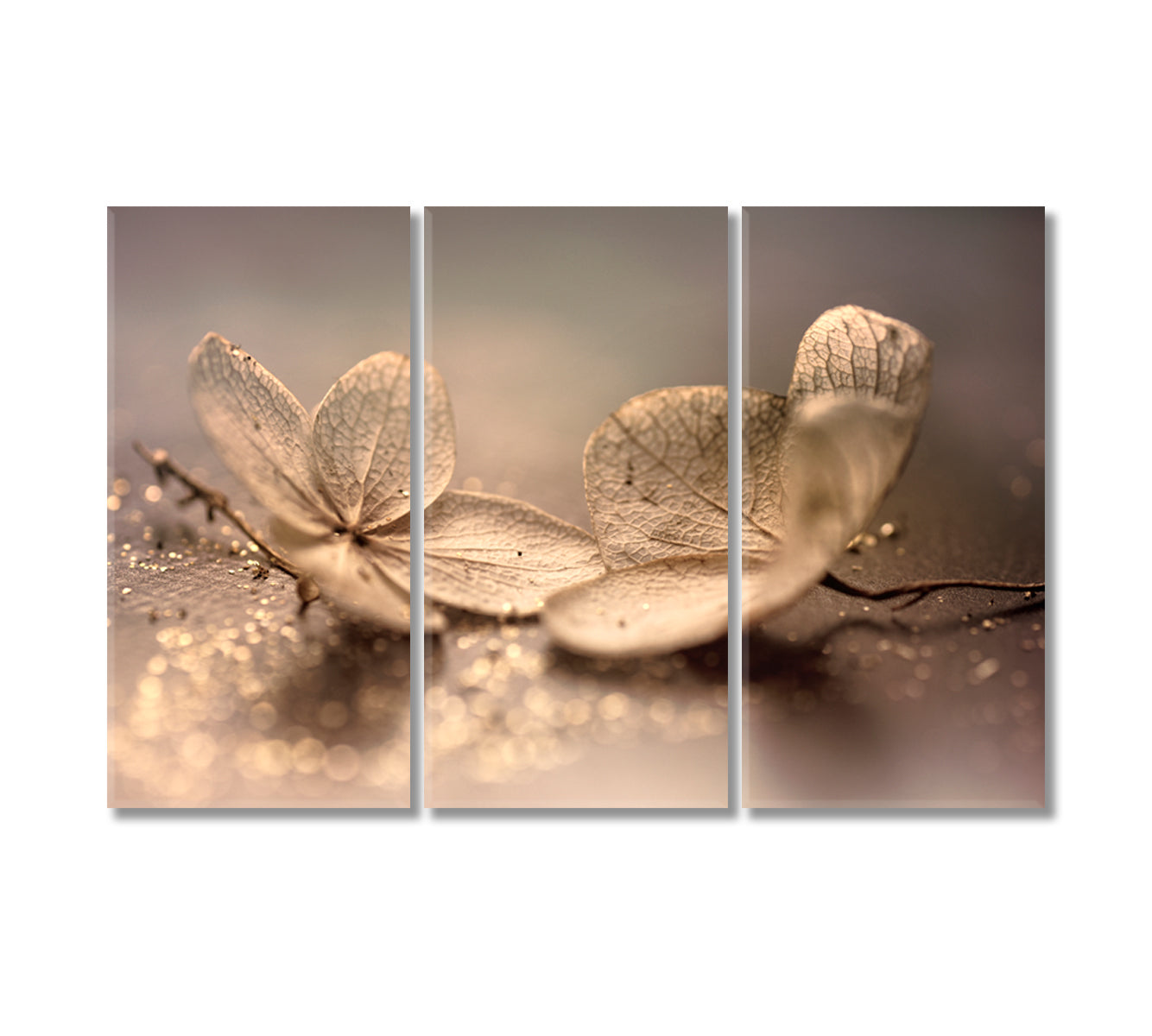 Dry Hydrangea Flowers Canvas Print-Canvas Print-CetArt-3 Panels-36x24 inches-CetArt