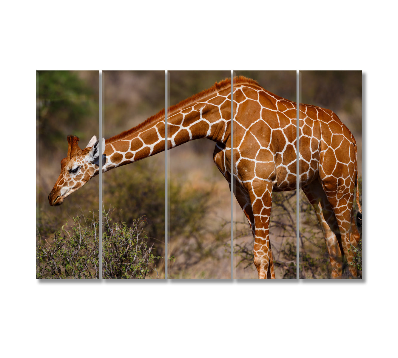 Giraffe in Samburu National Reserve Kenya Canvas Print-Canvas Print-CetArt-5 Panels-36x24 inches-CetArt