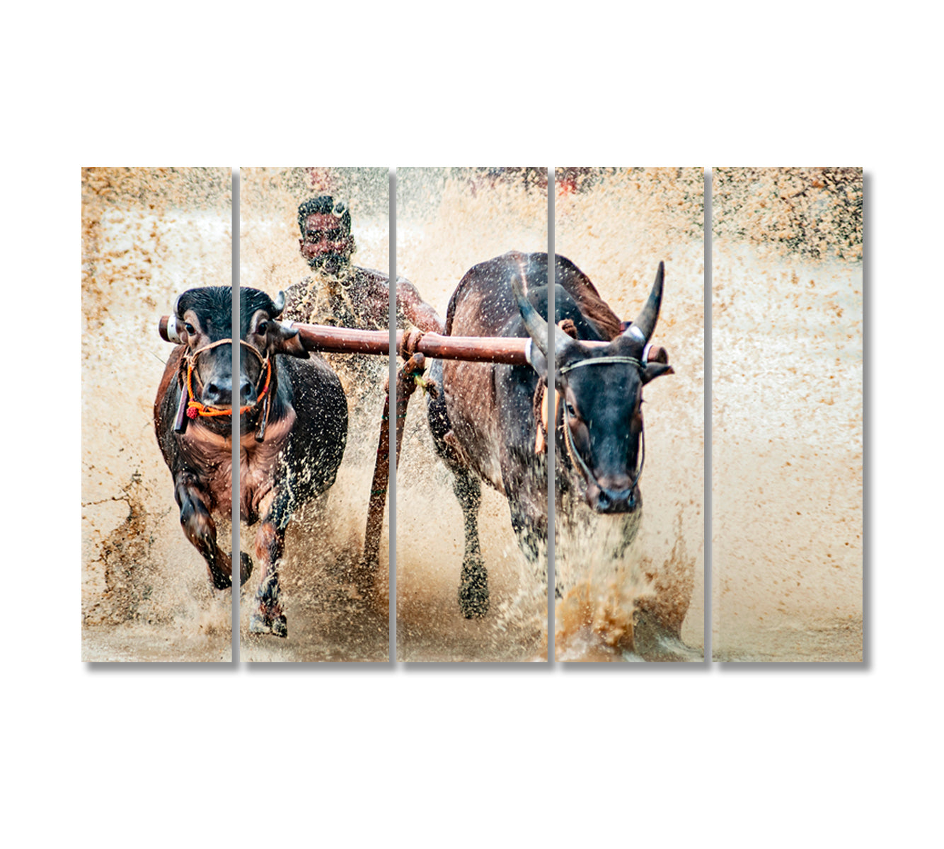 Bullock Race Canvas Print-Canvas Print-CetArt-5 Panels-36x24 inches-CetArt