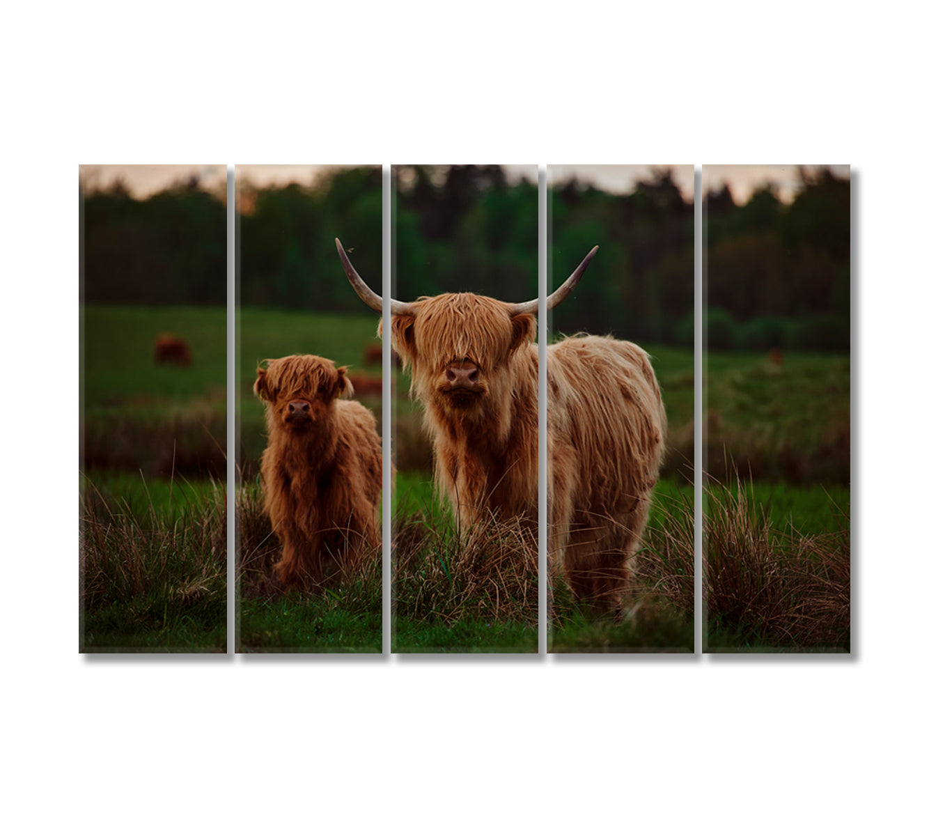 Highland Cow Mother and Calf In a Field Canvas Print-Canvas Print-CetArt-5 Panels-36x24 inches-CetArt
