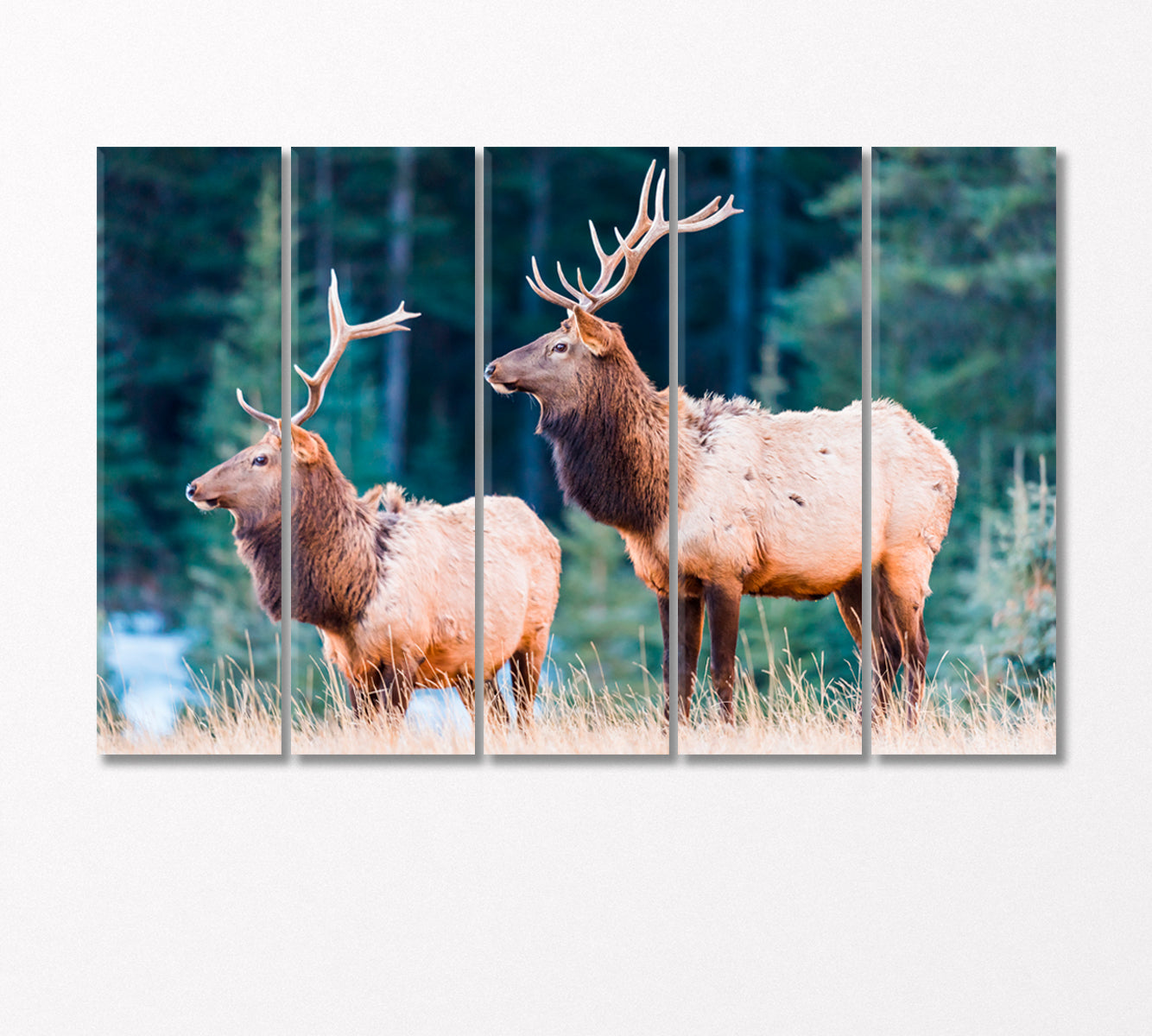 Wild Elks Canvas Print-Canvas Print-CetArt-5 Panels-36x24 inches-CetArt