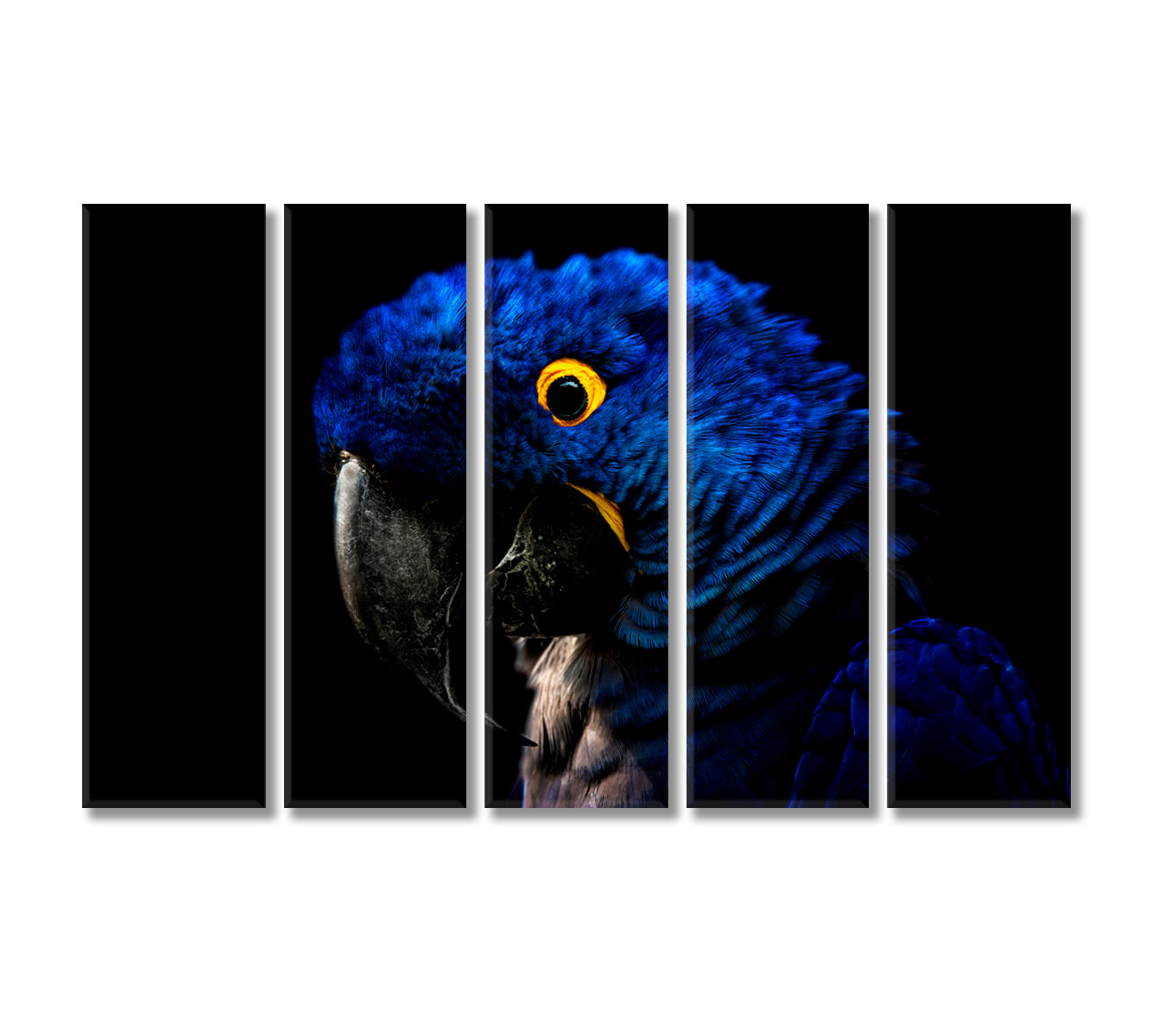 Hyacinth Macaw Parrot Canvas Print-Canvas Print-CetArt-5 Panels-36x24 inches-CetArt