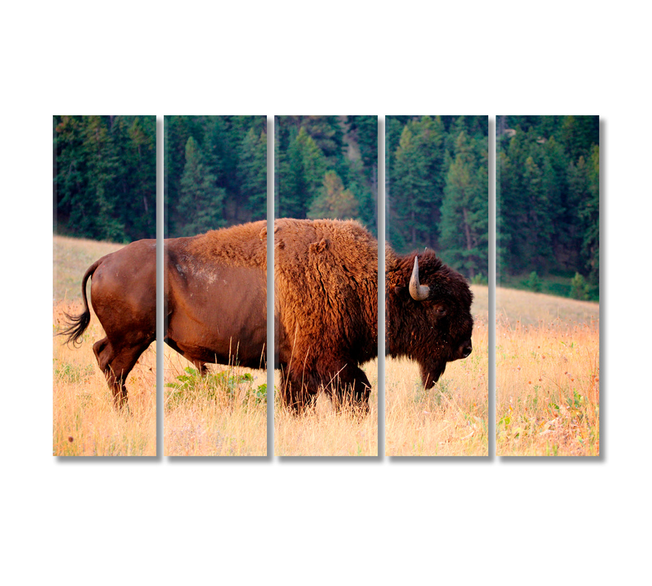 American Bison Buffalo Montana Canvas Print-Canvas Print-CetArt-5 Panels-36x24 inches-CetArt