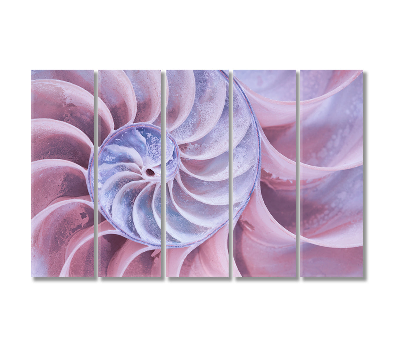 Nautilus Shell Canvas Print-Canvas Print-CetArt-5 Panels-36x24 inches-CetArt