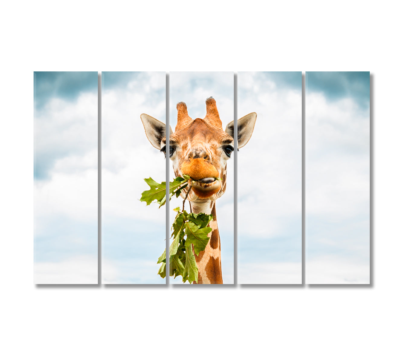 Giraffe Eating Leaves Canvas Print-Canvas Print-CetArt-5 Panels-36x24 inches-CetArt