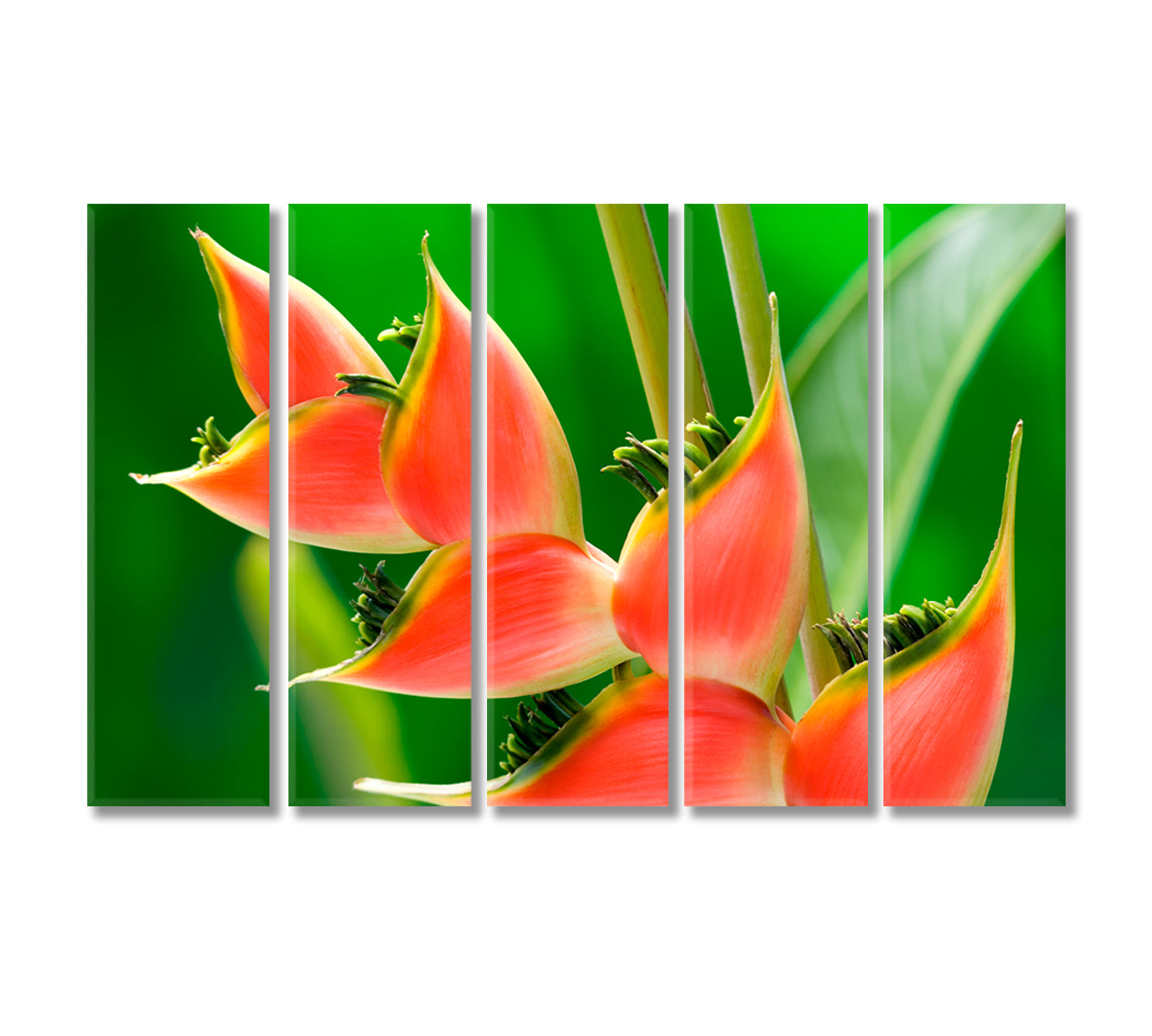 Red Tropical Flower Heliconia Canvas Print-Canvas Print-CetArt-5 Panels-36x24 inches-CetArt
