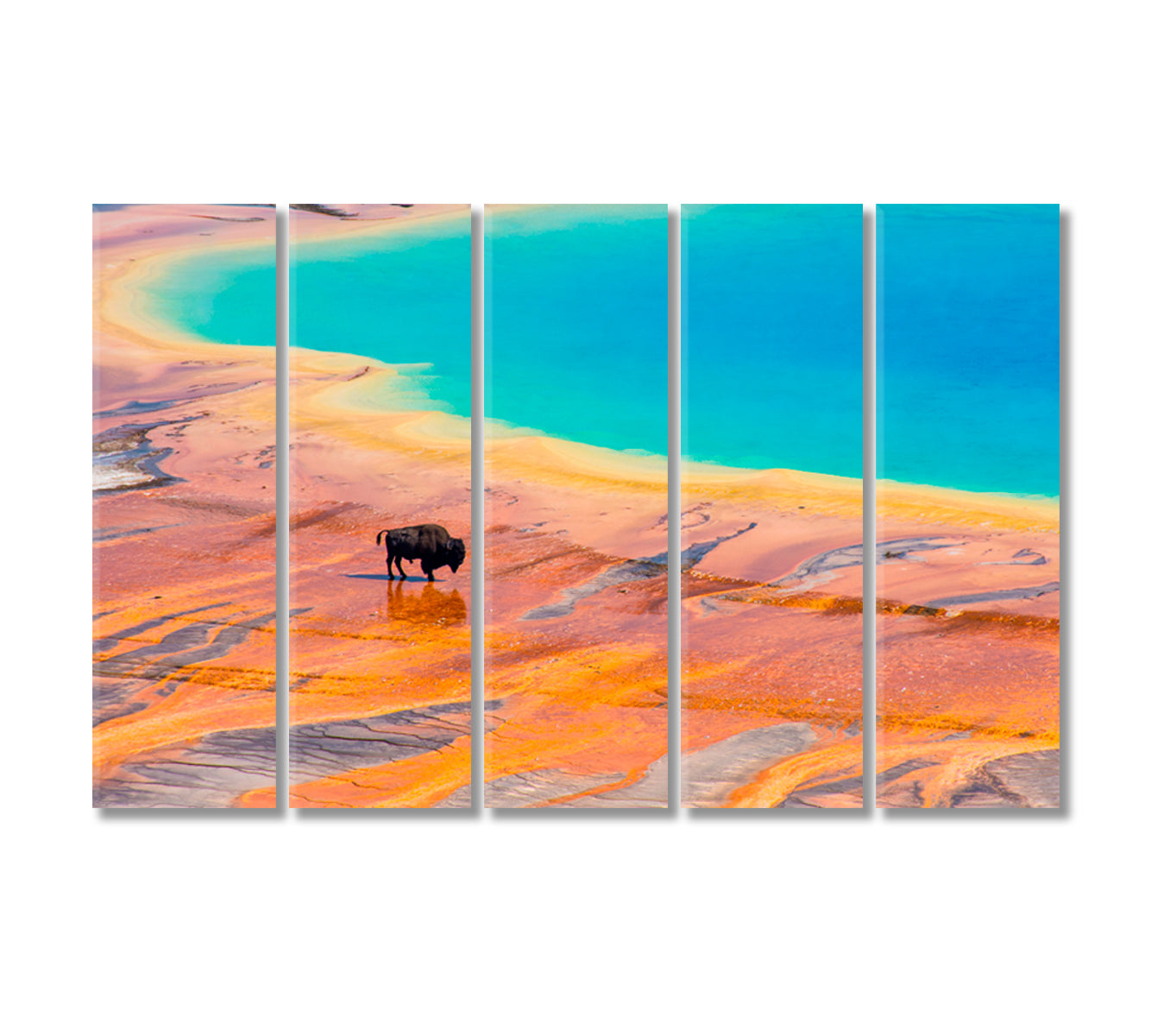Bison at Grand Prismatic Spring Canvas Print-Canvas Print-CetArt-5 Panels-36x24 inches-CetArt