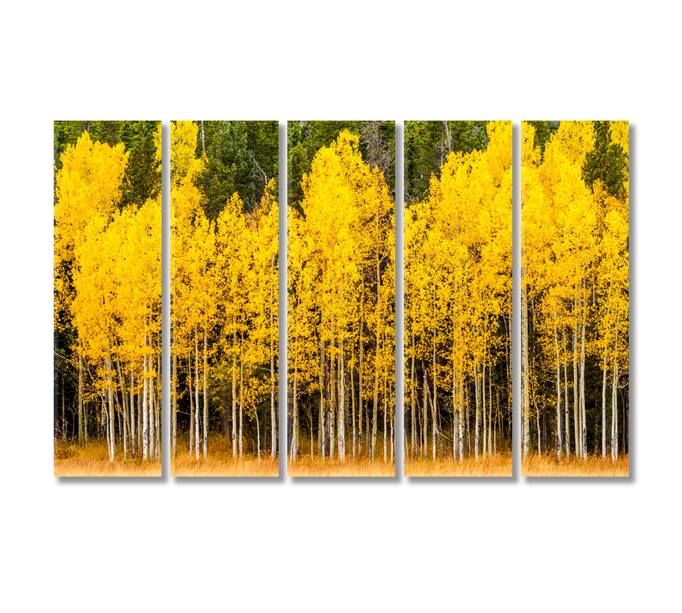 Yellow Aspen Tree in Mountains of Colorado Canvas Print-Canvas Print-CetArt-5 Panels-36x24 inches-CetArt