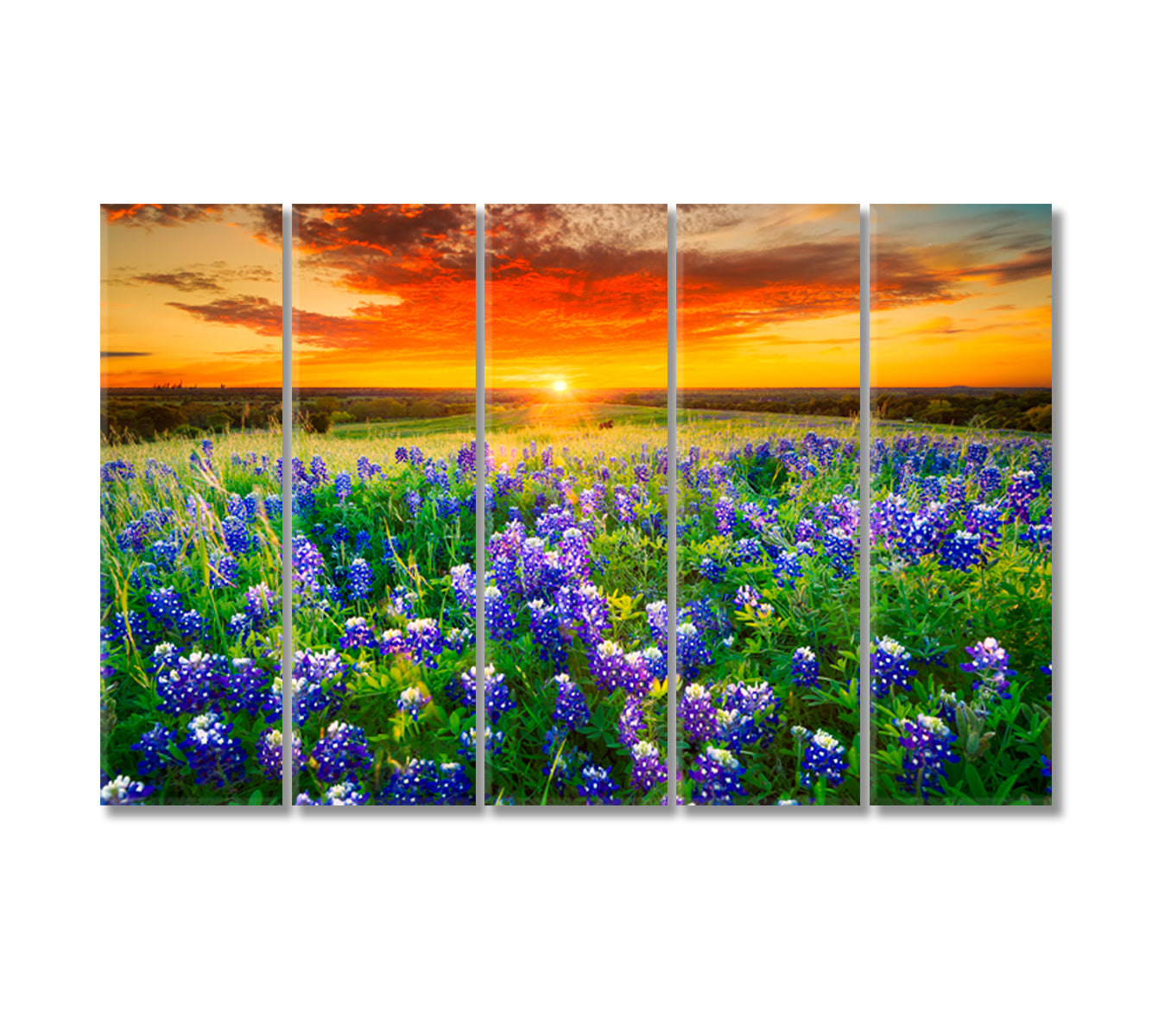 Bluebonnets Field at Sunset Texas Canvas Print-Canvas Print-CetArt-5 Panels-36x24 inches-CetArt