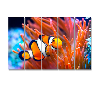 Bright Clownfish in Anemone Canvas Print-Canvas Print-CetArt-5 Panels-36x24 inches-CetArt