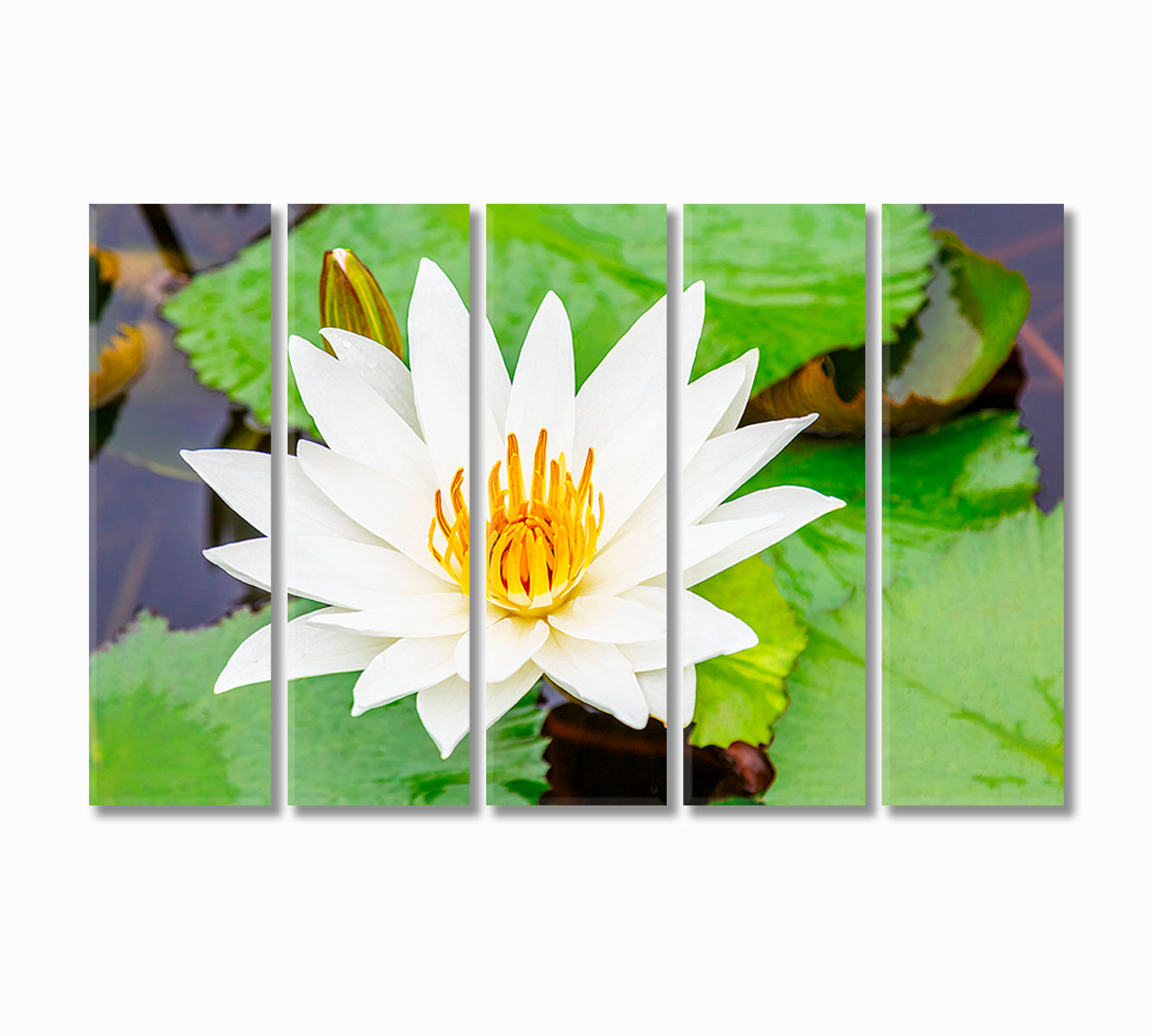 White Lotus Flower Canvas Print-Canvas Print-CetArt-5 Panels-36x24 inches-CetArt