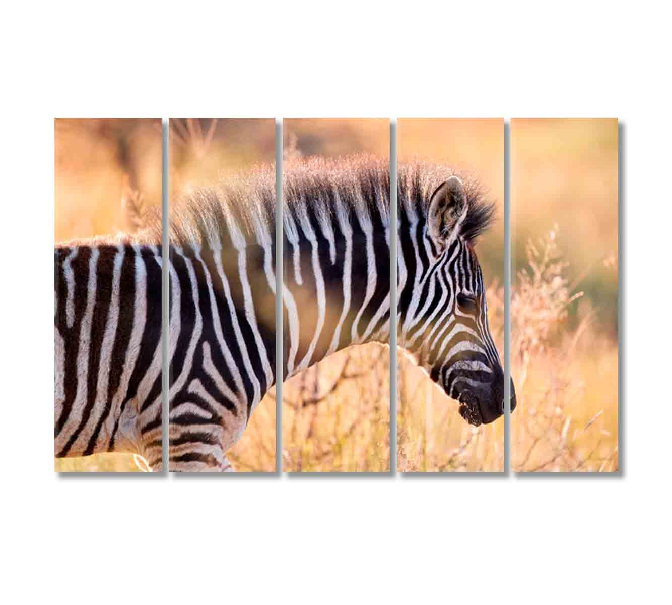 Hartmann's Mountain Zebra Canvas Print-Canvas Print-CetArt-5 Panels-36x24 inches-CetArt