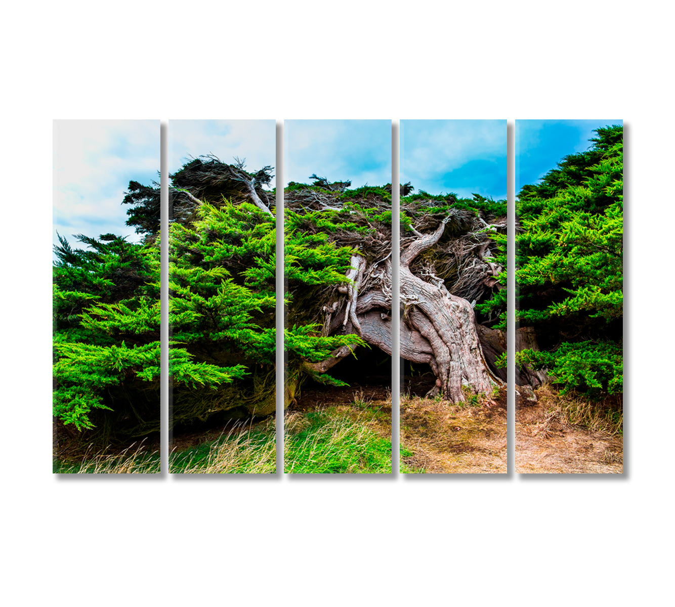 New Zealand Horizontal Forest Canvas Print-Canvas Print-CetArt-5 Panels-36x24 inches-CetArt