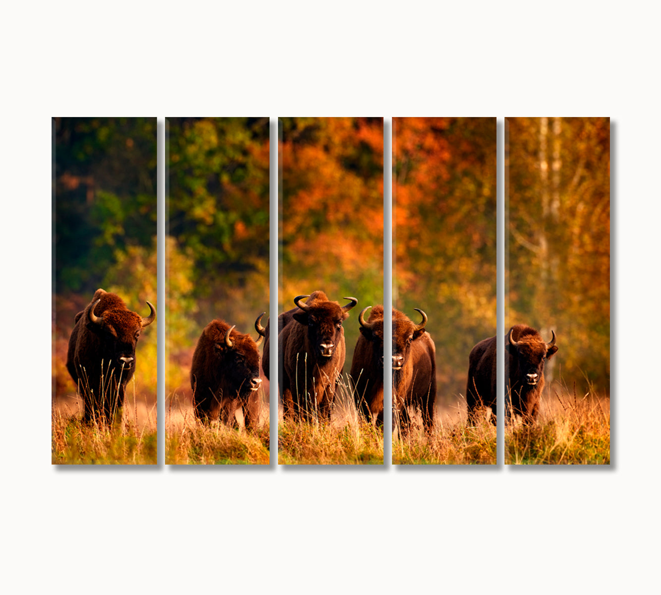 Bison Herd in the Autumn Forest Canvas Print-Canvas Print-CetArt-5 Panels-36x24 inches-CetArt
