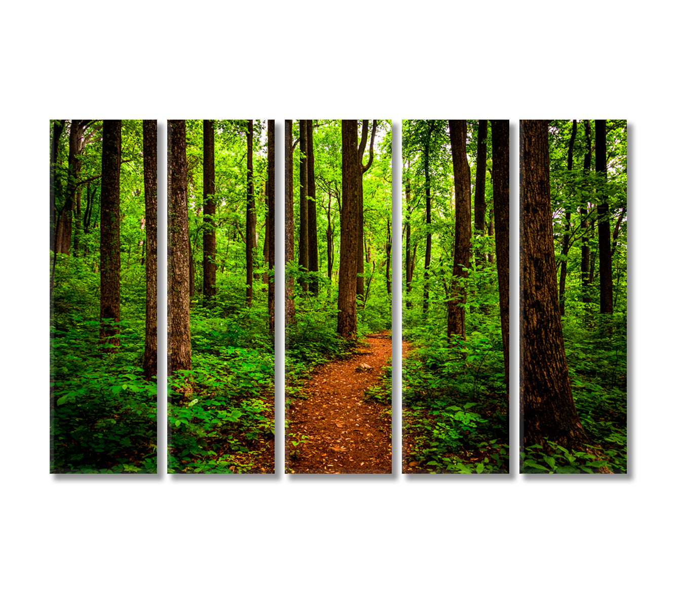 Trail Through Forest Shenandoah National Park Virginia Canvas Print-Canvas Print-CetArt-5 Panels-36x24 inches-CetArt