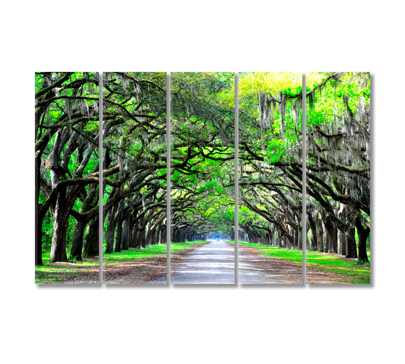 Old Oaks with Moss Along the Road Canvas Print-Canvas Print-CetArt-5 Panels-36x24 inches-CetArt