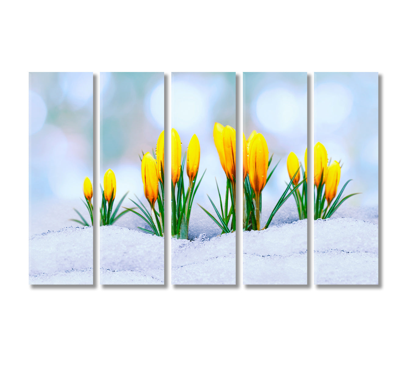 Yellow Crocus Flower in Snow Canvas Print-Canvas Print-CetArt-5 Panels-36x24 inches-CetArt