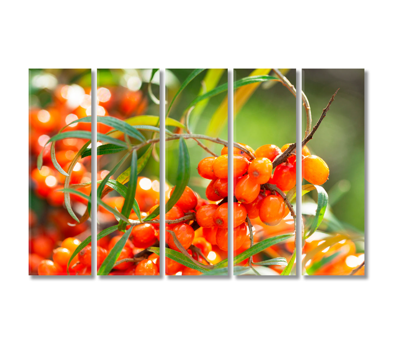 Branch of Ripe Sea Buckthorn Berries Canvas Print-Canvas Print-CetArt-5 Panels-36x24 inches-CetArt