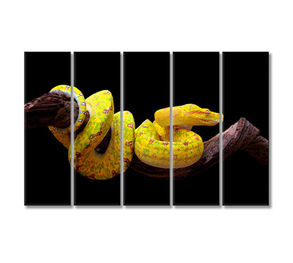 Yellow Python Snake Canvas Print-Canvas Print-CetArt-5 Panels-36x24 inches-CetArt
