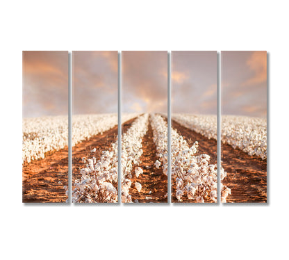 Cotton Fields of Texas Canvas Print-Canvas Print-CetArt-5 Panels-36x24 inches-CetArt