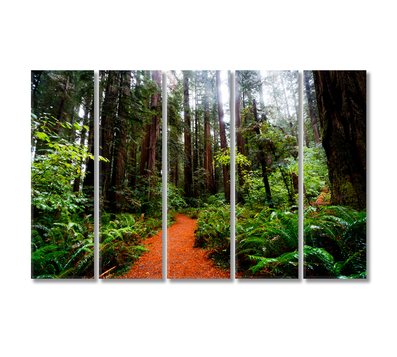 California Redwoods Canvas Print-Canvas Print-CetArt-5 Panels-36x24 inches-CetArt