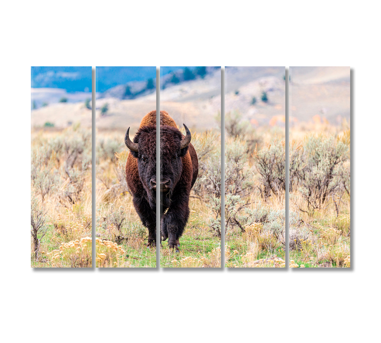 American Bison in Natural Habitat Canvas Print-Canvas Print-CetArt-5 Panels-36x24 inches-CetArt