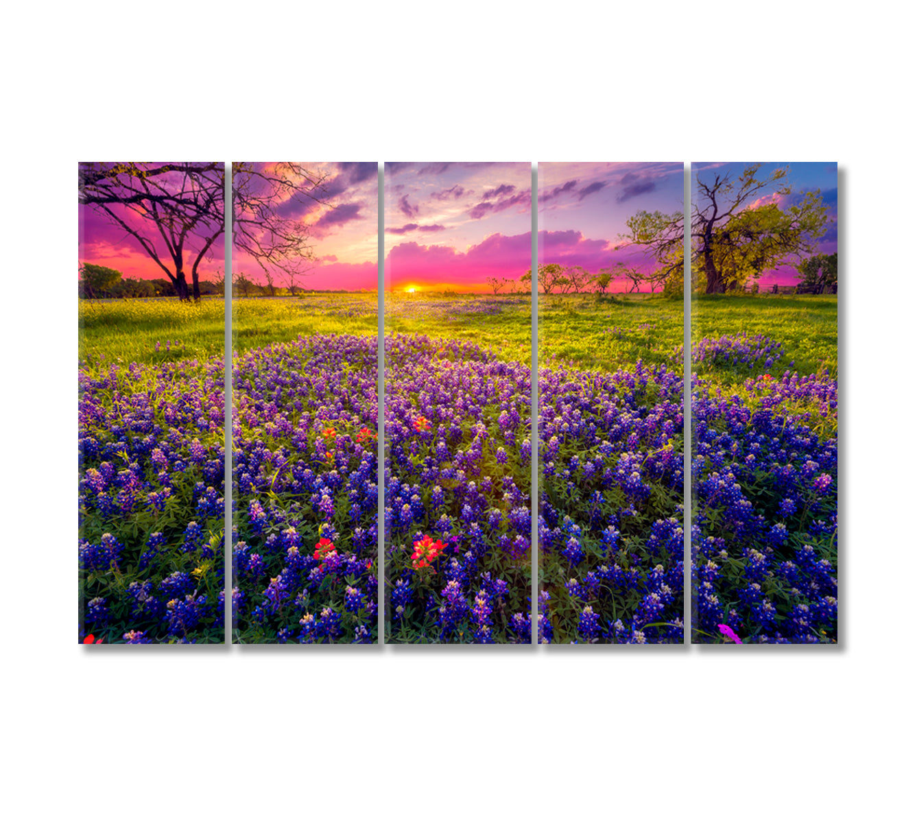 Bluebonnet Fields at Sunset Texas USA Canvas Print-Canvas Print-CetArt-5 Panels-36x24 inches-CetArt