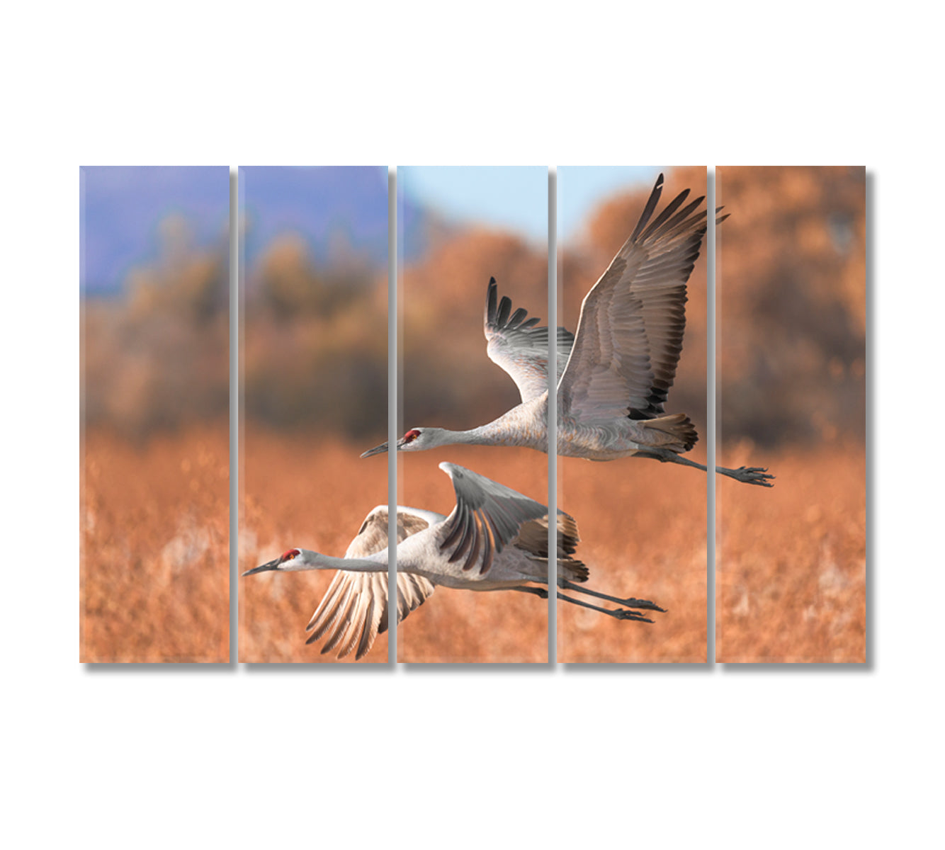 Two Beautiful Sandhill Cranes Canvas Print-Canvas Print-CetArt-5 Panels-36x24 inches-CetArt