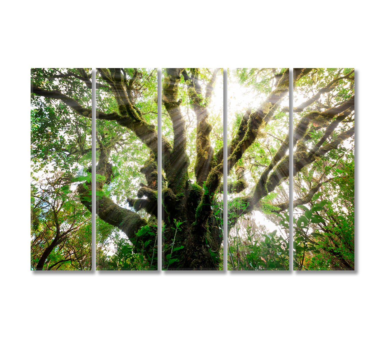 Laurissilva Forest Laurel Forest Madeira Canvas Print-Canvas Print-CetArt-5 Panels-36x24 inches-CetArt