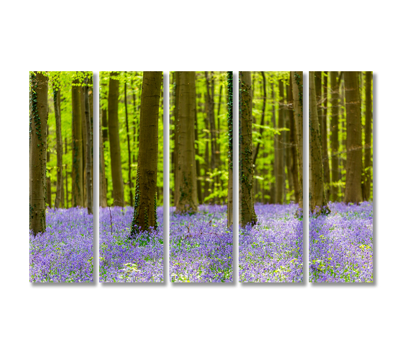 Bluebells Flowers in Hallerbos Forest Bruxelles Belgium Canvas Print-Canvas Print-CetArt-5 Panels-36x24 inches-CetArt