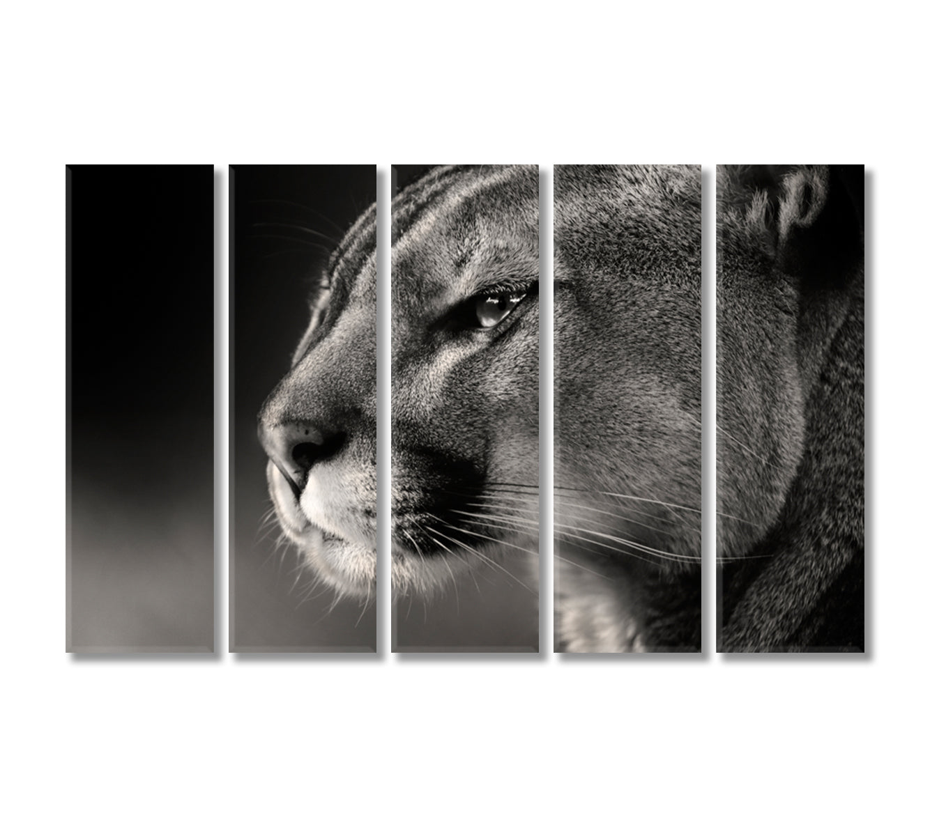 Cougar Face in Black White Canvas Print-Canvas Print-CetArt-5 Panels-36x24 inches-CetArt