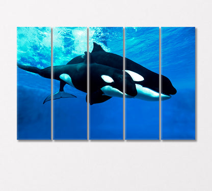 Killer Whale Female with Cub Canvas Print-Canvas Print-CetArt-5 Panels-36x24 inches-CetArt