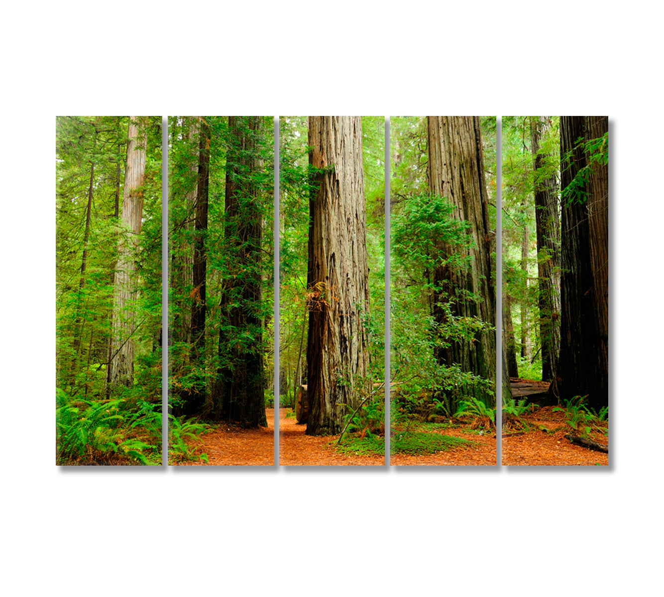 Redwood National Park California USA Canvas Print-Canvas Print-CetArt-5 Panels-36x24 inches-CetArt