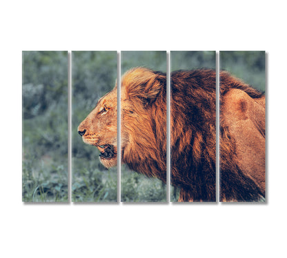 Wild Roaring Lion Canvas Print-Canvas Print-CetArt-5 Panels-36x24 inches-CetArt