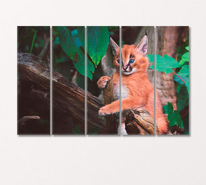 Cute Caracal Canvas Print-Canvas Print-CetArt-5 Panels-36x24 inches-CetArt