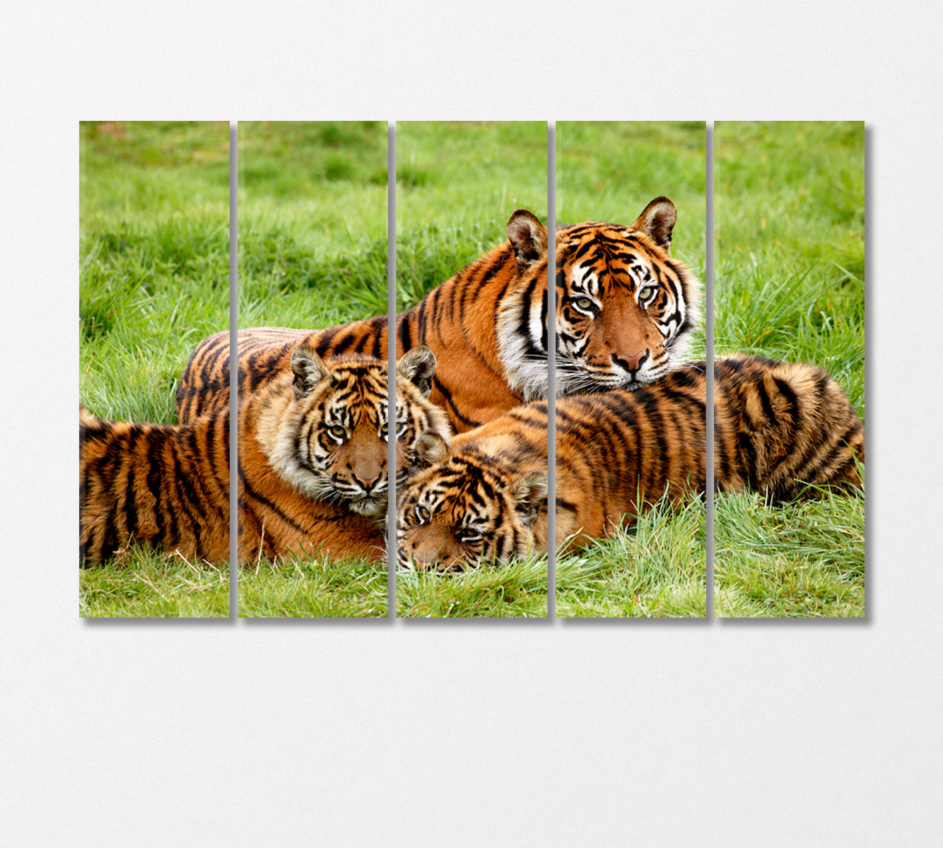 Sumatran Tigers Family Canvas Print-Canvas Print-CetArt-5 Panels-36x24 inches-CetArt