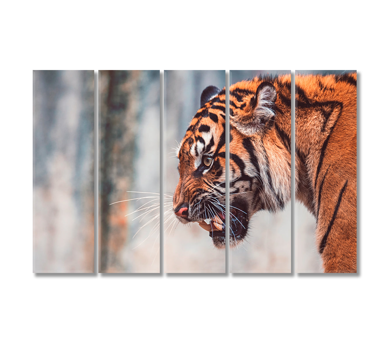 Angry Sumatran Tiger Canvas Print-Canvas Print-CetArt-5 Panels-36x24 inches-CetArt