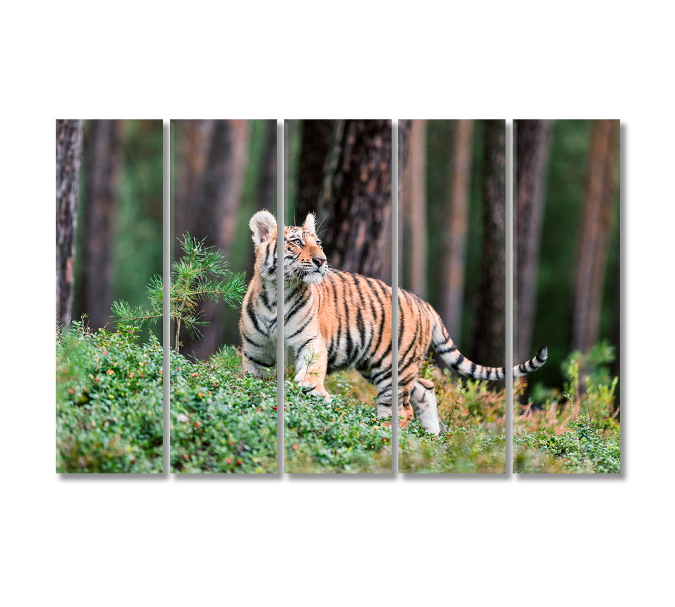 Siberian Tiger in Wildlife Canvas Print-Canvas Print-CetArt-5 Panels-36x24 inches-CetArt