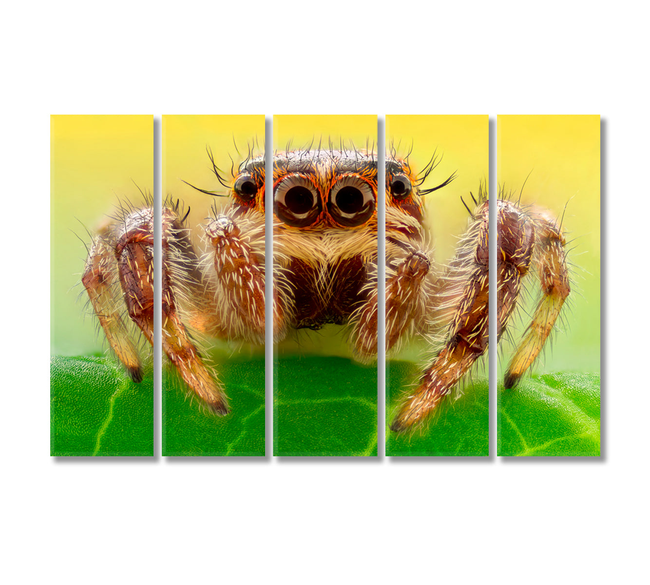 Huge Spider on a Leaf Canvas Print-Canvas Print-CetArt-5 Panels-36x24 inches-CetArt