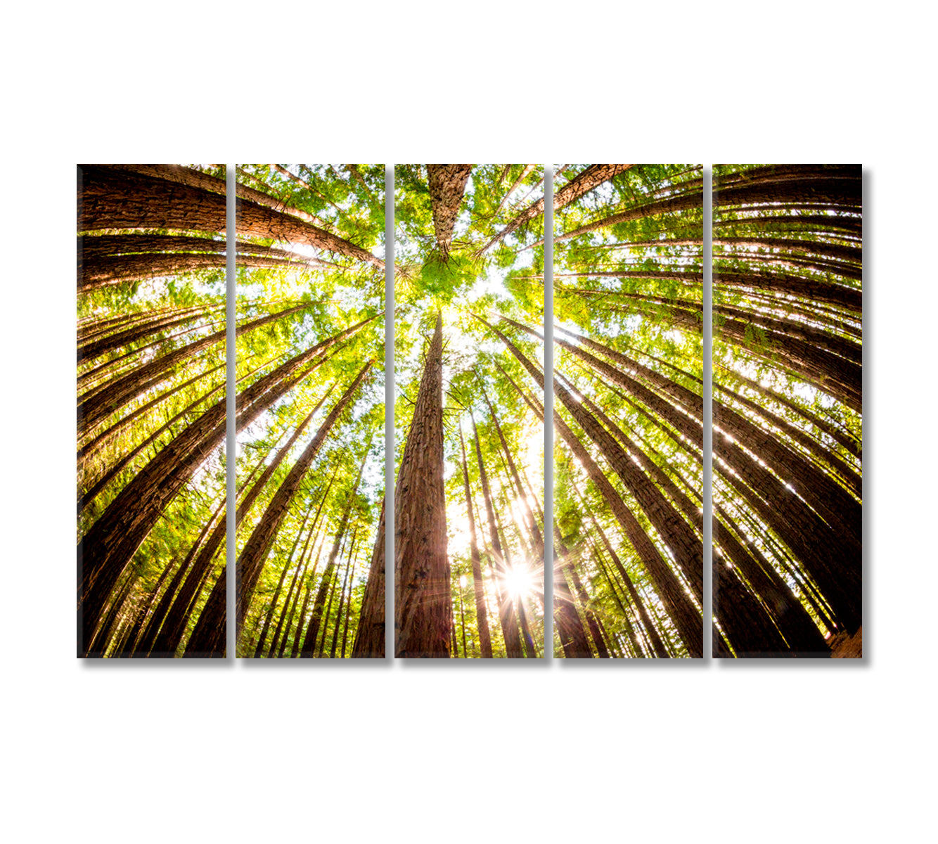 Redwood Plantation Australia Canvas Print-Canvas Print-CetArt-5 Panels-36x24 inches-CetArt