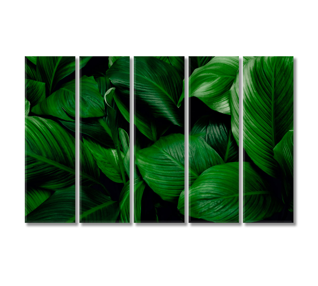 Tropical Leaves of Spathiphyllum Cannifolium Canvas Print-Canvas Print-CetArt-5 Panels-36x24 inches-CetArt