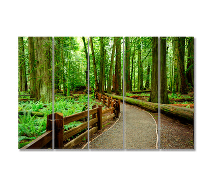 Macmillan Provincial Park BC Canada Canvas Print-Canvas Print-CetArt-5 Panels-36x24 inches-CetArt