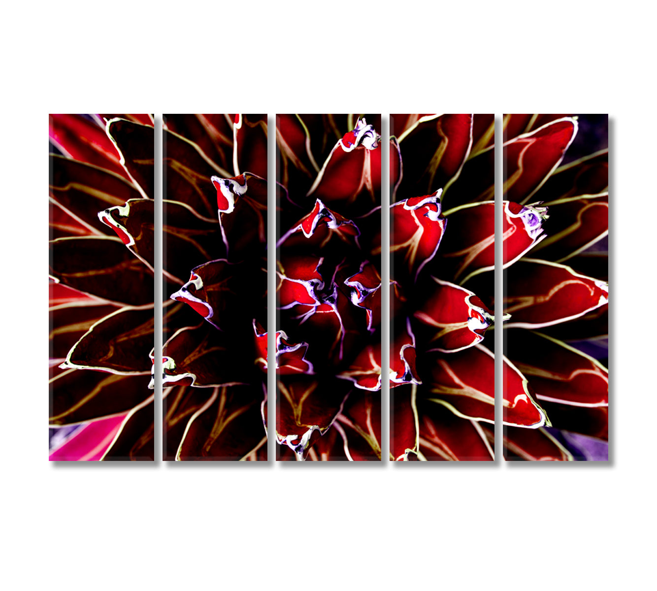 Purple Agave Cactus Canvas Print-Canvas Print-CetArt-5 Panels-36x24 inches-CetArt