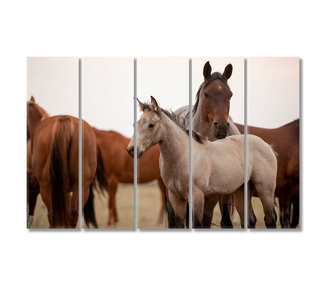 Mustangs in Montana Canvas Print-Canvas Print-CetArt-5 Panels-36x24 inches-CetArt