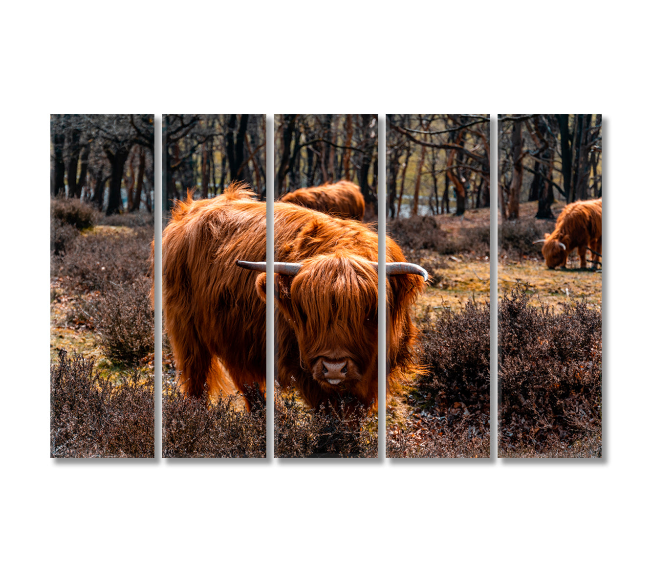 Highland Cattle Grazing Canvas Print-Canvas Print-CetArt-5 Panels-36x24 inches-CetArt