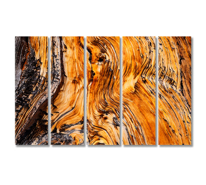 Ancient Bristlecone Pine Tree Canvas Print-Canvas Print-CetArt-5 Panels-36x24 inches-CetArt