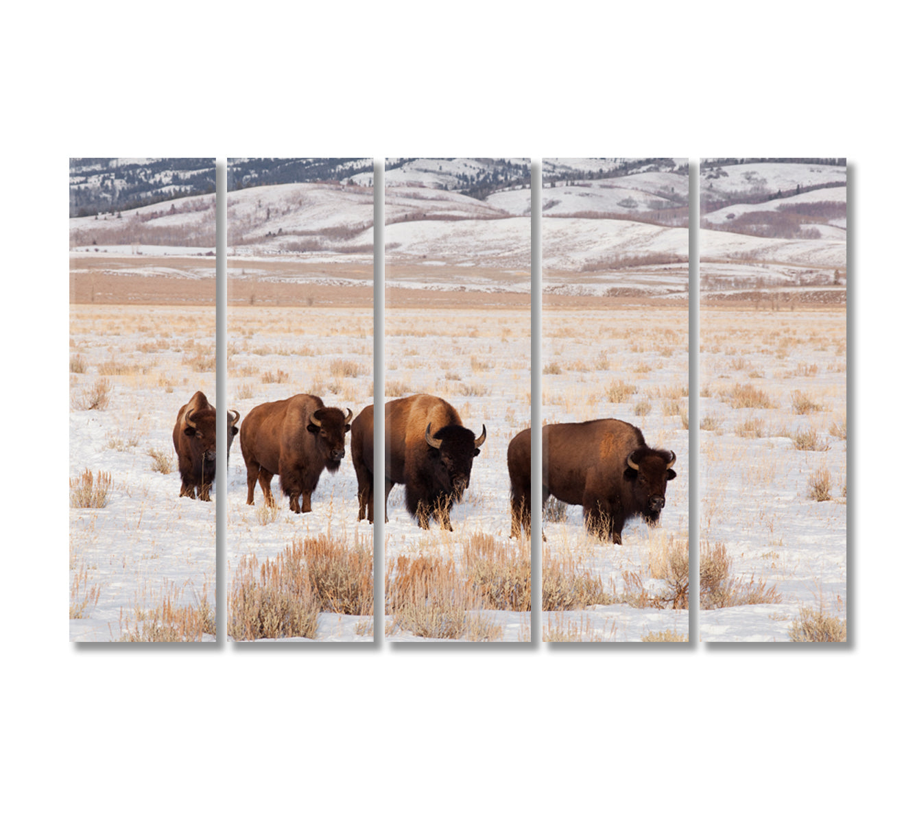 Bison Herd In Winter Canvas Print-Canvas Print-CetArt-5 Panels-36x24 inches-CetArt