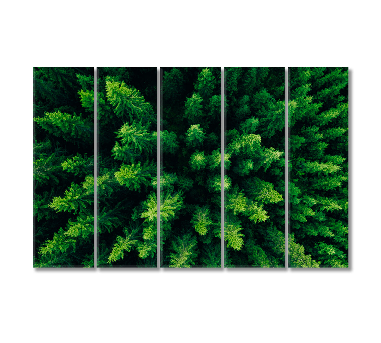 Spruce and Pine Trees Forest Finland Canvas Print-Canvas Print-CetArt-5 Panels-36x24 inches-CetArt